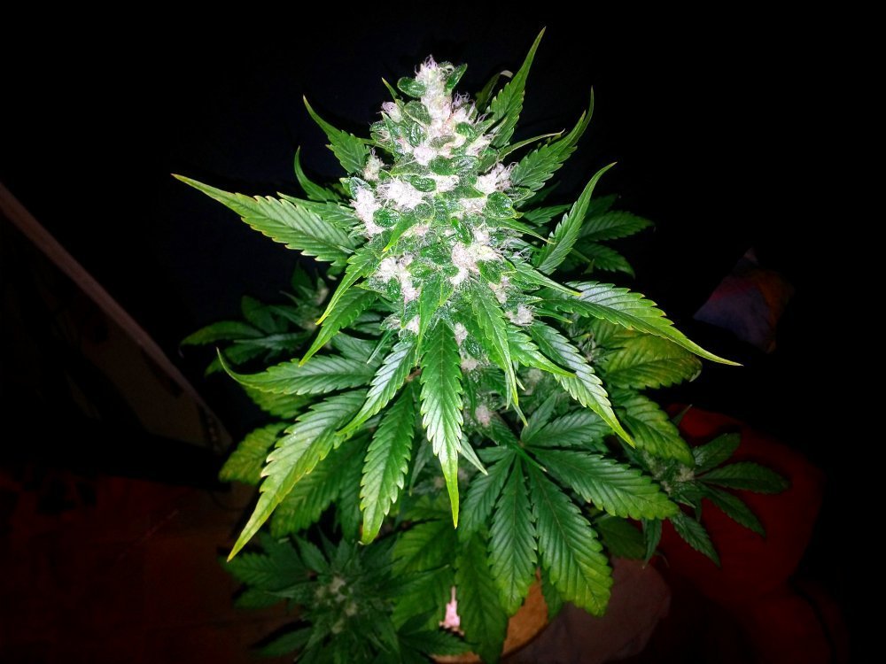 FastBuds - LSD-25 (auto/fem.)