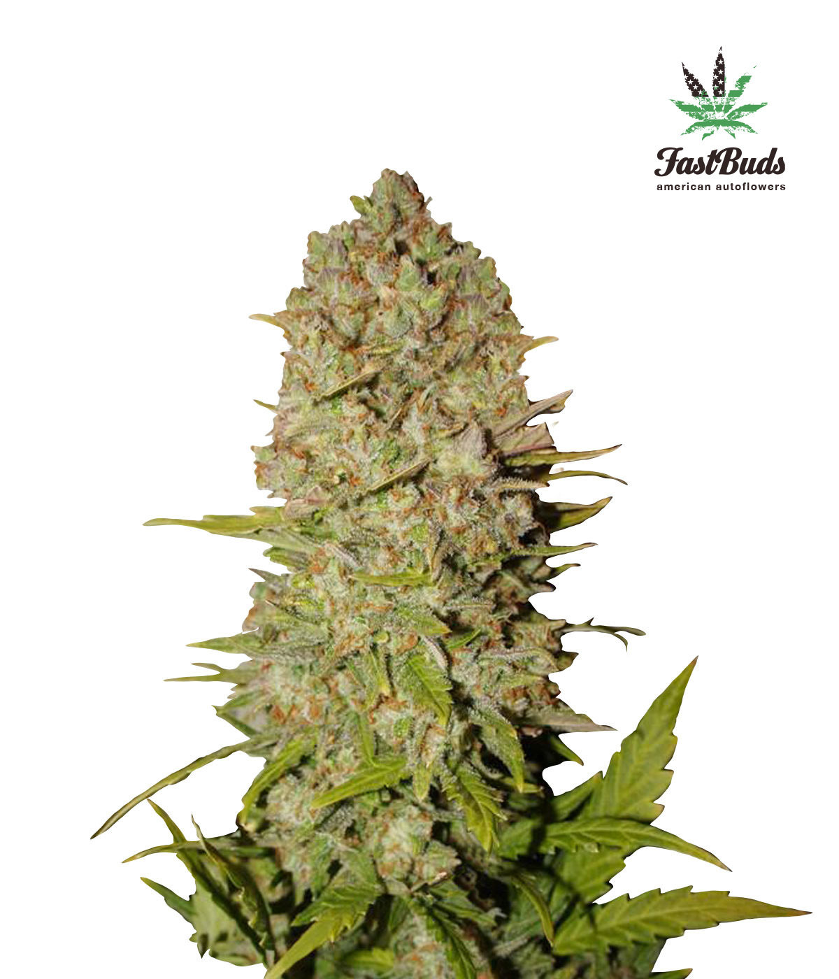 FastBuds - Pineapple Express (auto/fem.)