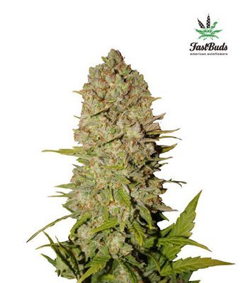 FastBuds - Pineapple Express (auto/fem.) 01414