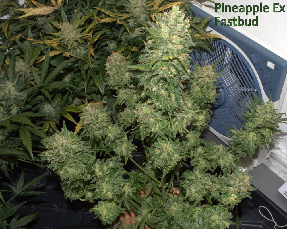 Pineapple Pussy Express
