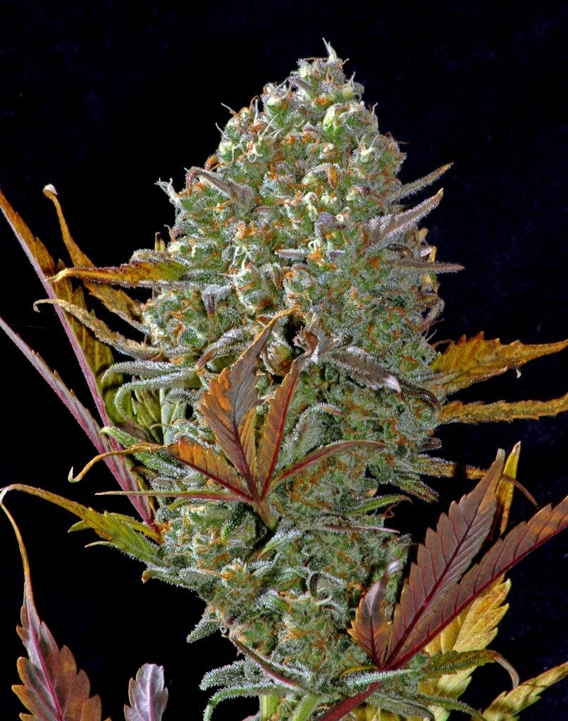 FastBuds - Pineapple Express (auto/fem.)
