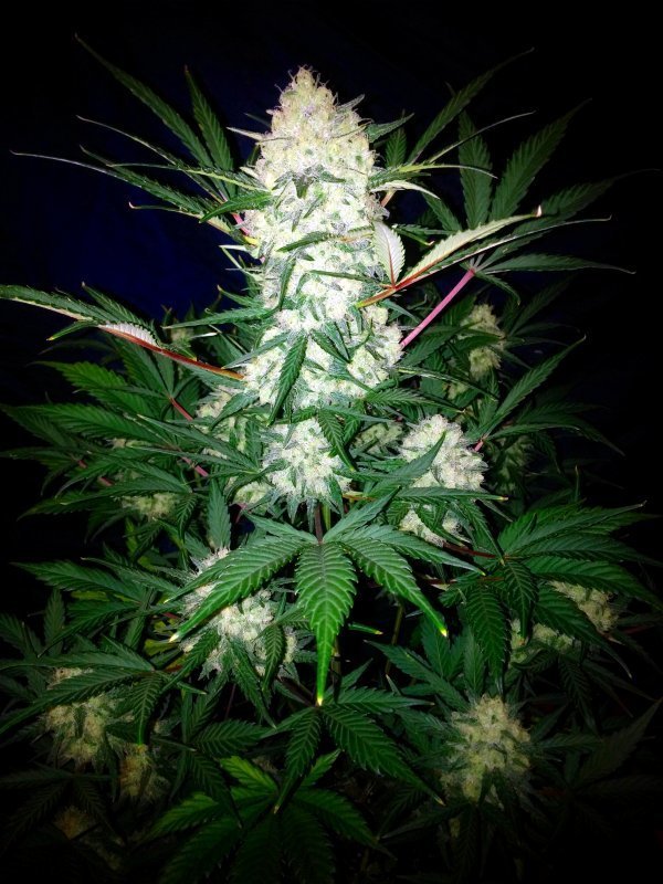 FastBuds - Pineapple Express (auto/fem.)