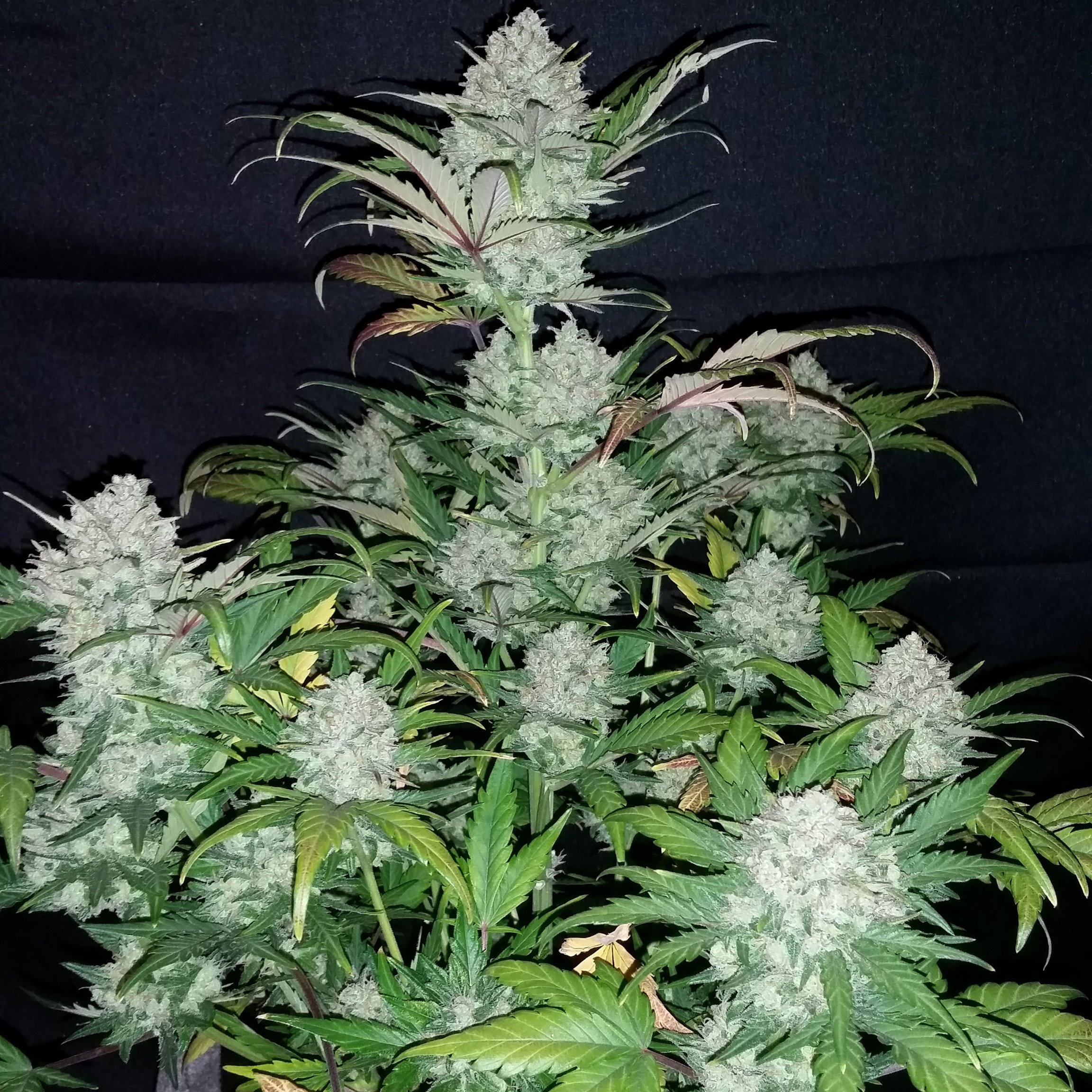 FastBuds - Pineapple Express (auto/fem.)