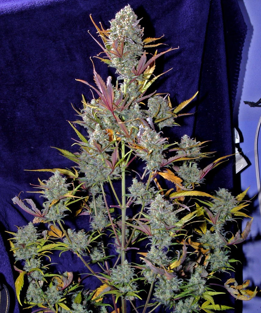 FastBuds - Pineapple Express (auto/fem.)