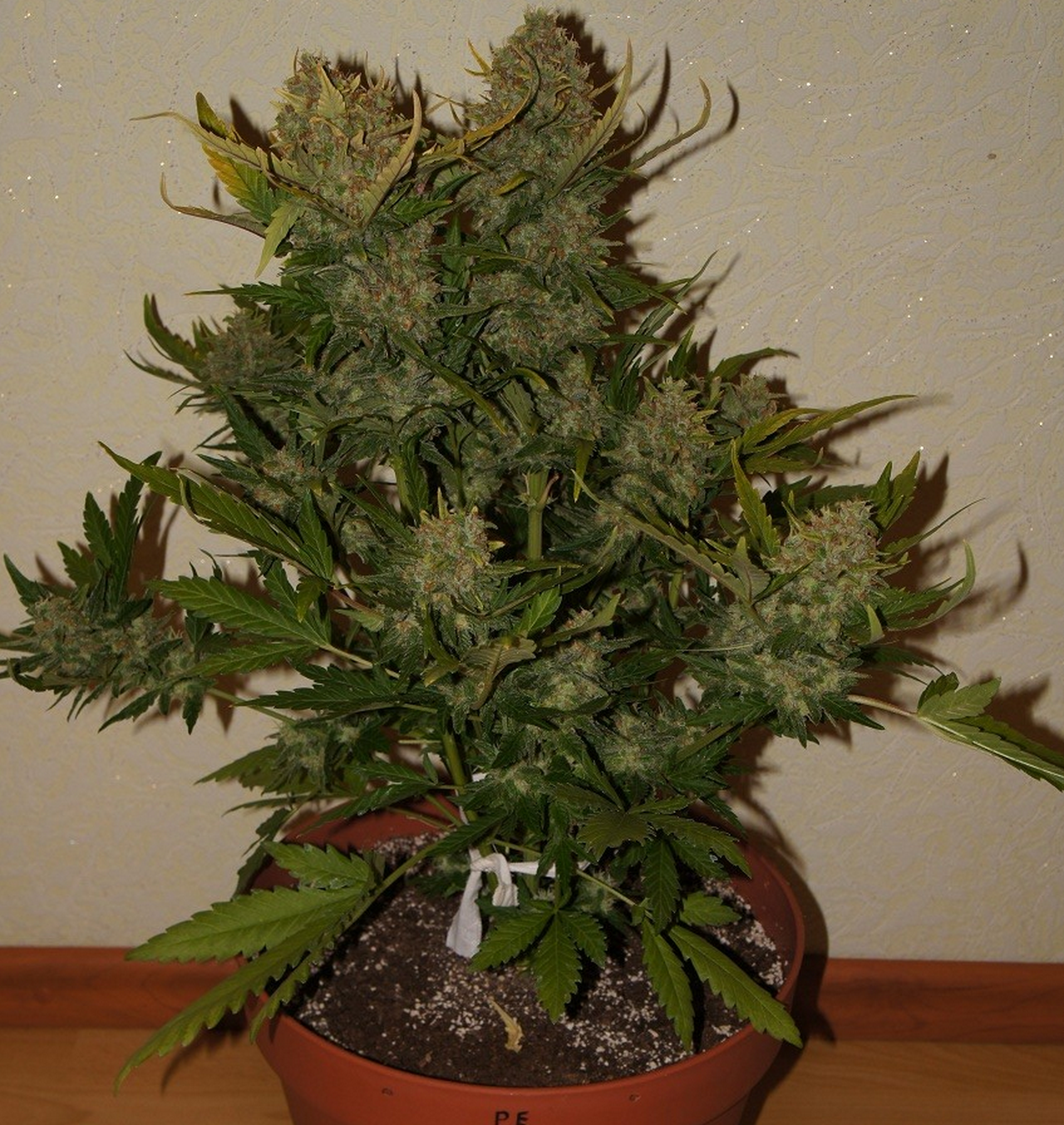 FastBuds - Pineapple Express (auto/fem.)