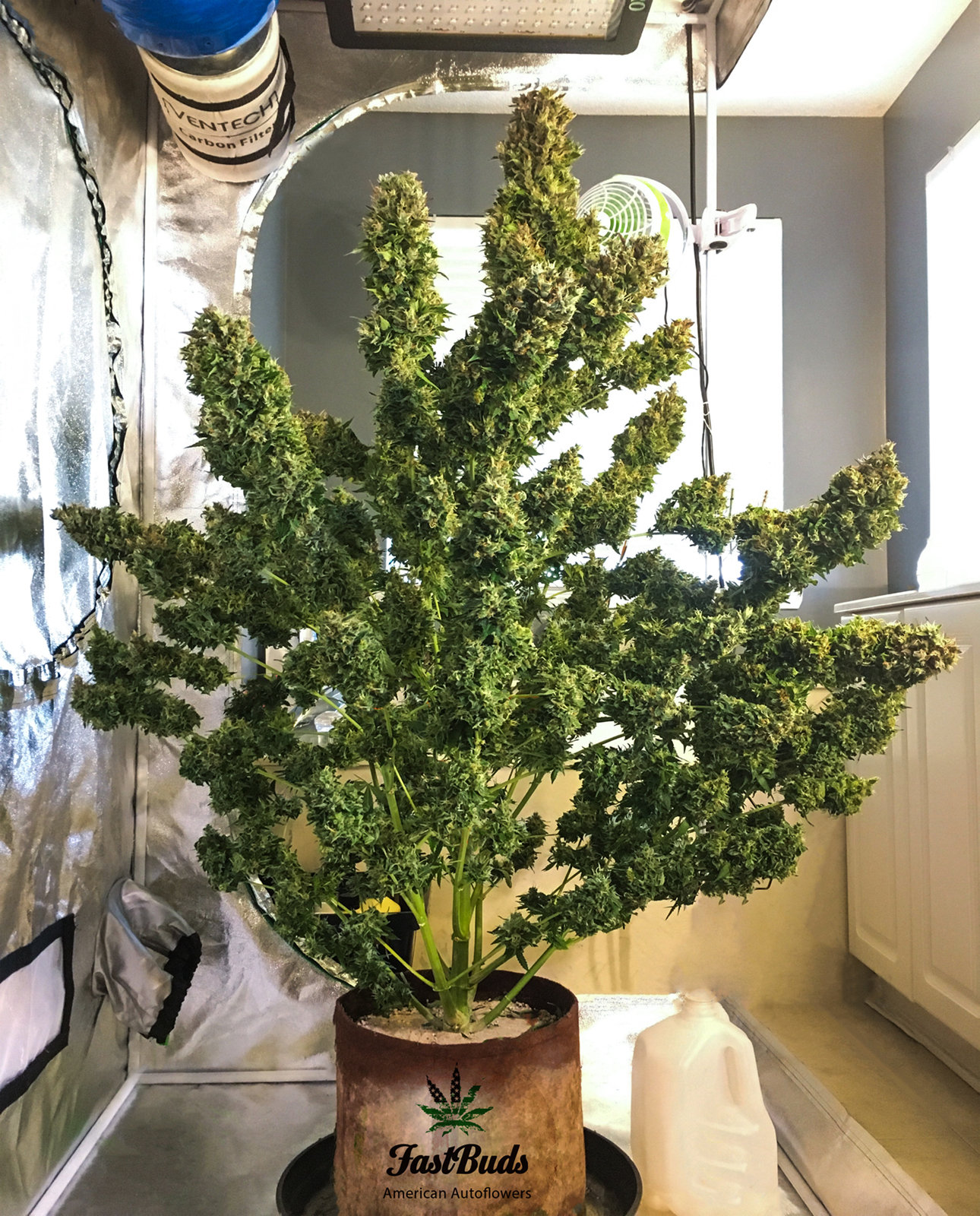 FastBuds - Pineapple Express (auto/fem.)