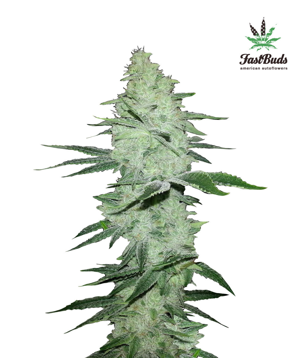 FastBuds - Six Shooter (auto/fem.)