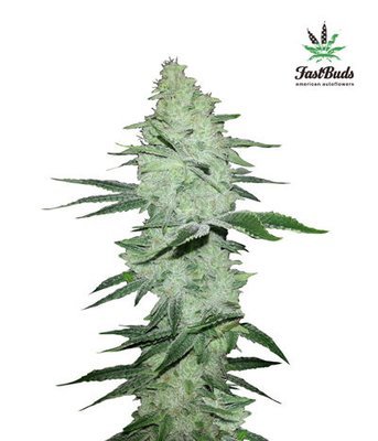 FastBuds - Six Shooter (auto/fem.) 02800