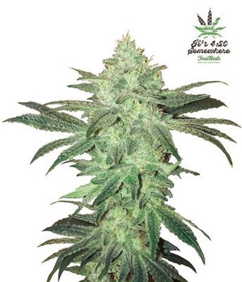 FastBuds - Stardawg (auto/fem.) 04608