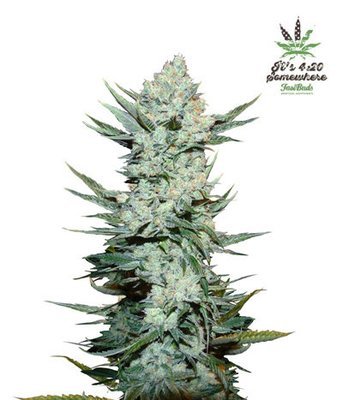 FastBuds - Tangie'matic (auto/fem.) 04609