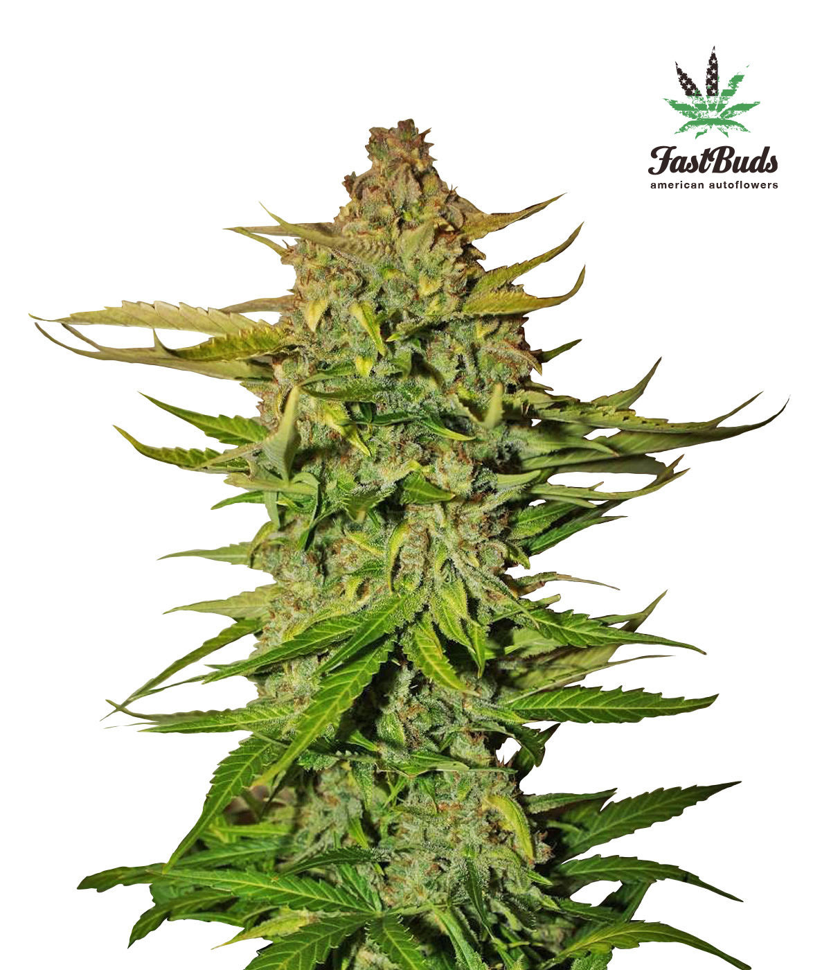 FastBuds - Northern Express (auto/fem.) FastBuds - Northern Express (auto/fem.)
