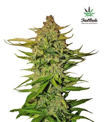 FastBuds - Northern Express (auto/fem.) 01410