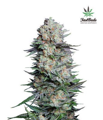 FastBuds - Mexican Airlines (auto/fem.) 01407
