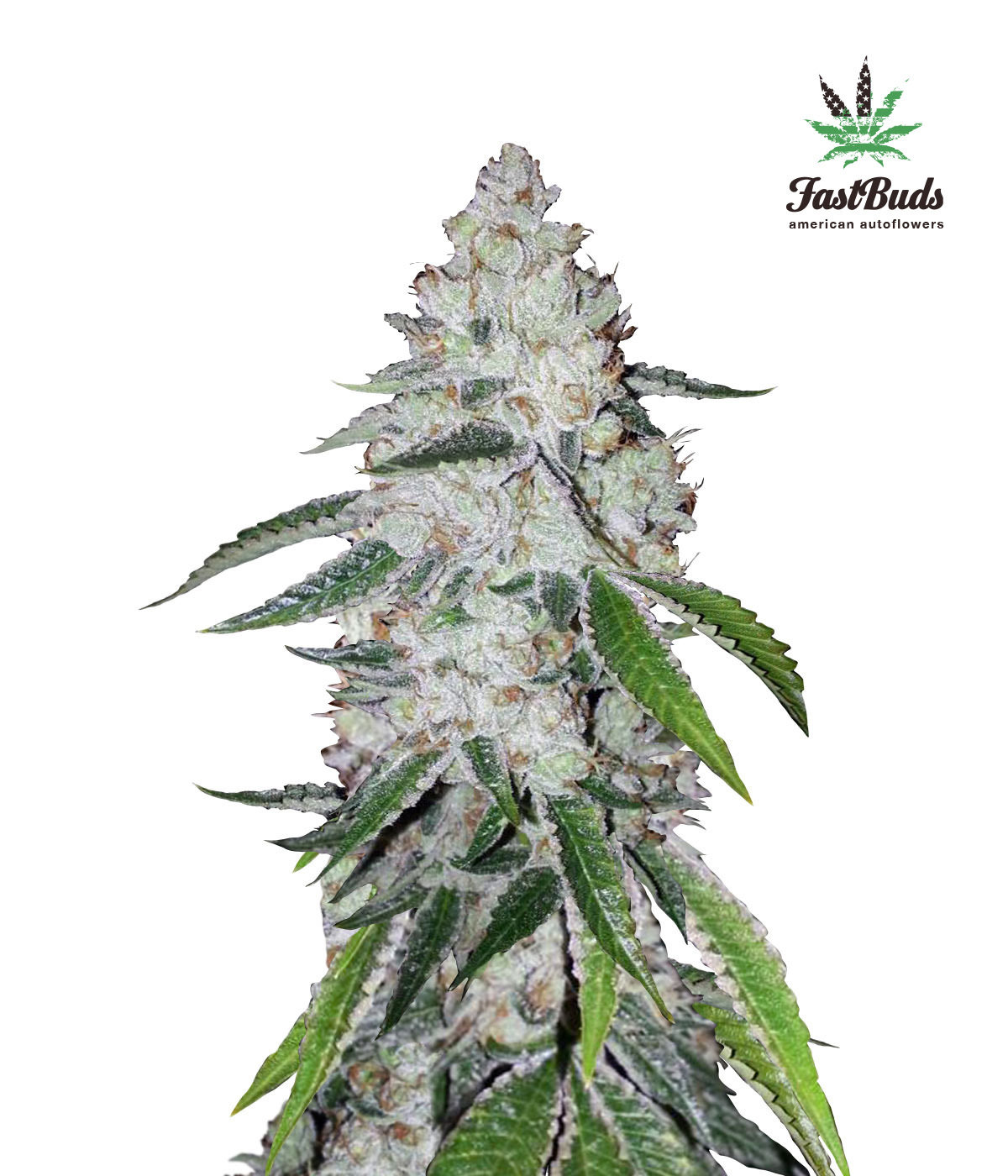 FastBuds - West Coast O.G. (auto/fem.)