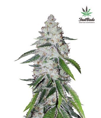 FastBuds - West Coast O.G. (auto/fem.) 02801