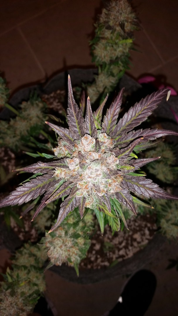 FastBuds - Pineapple Express (auto/fem.)