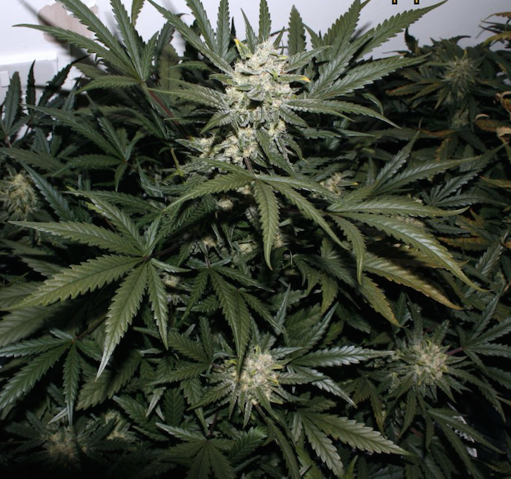 FastBuds - Pineapple Express (auto/fem.)