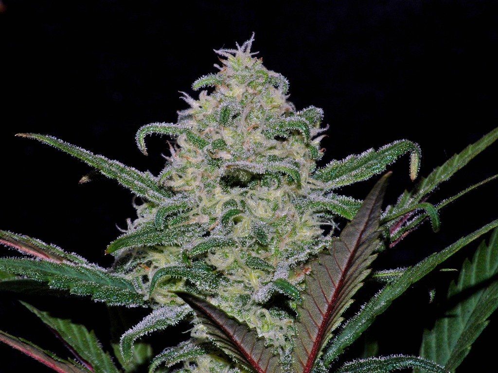 FastBuds - Pineapple Express (auto/fem.)