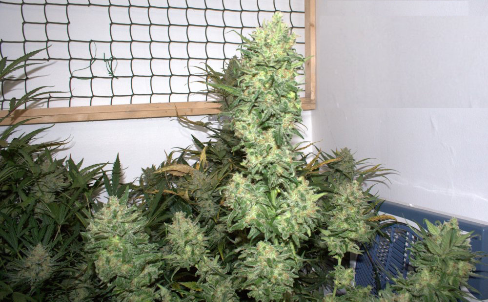 FastBuds - Pineapple Express (auto/fem.)