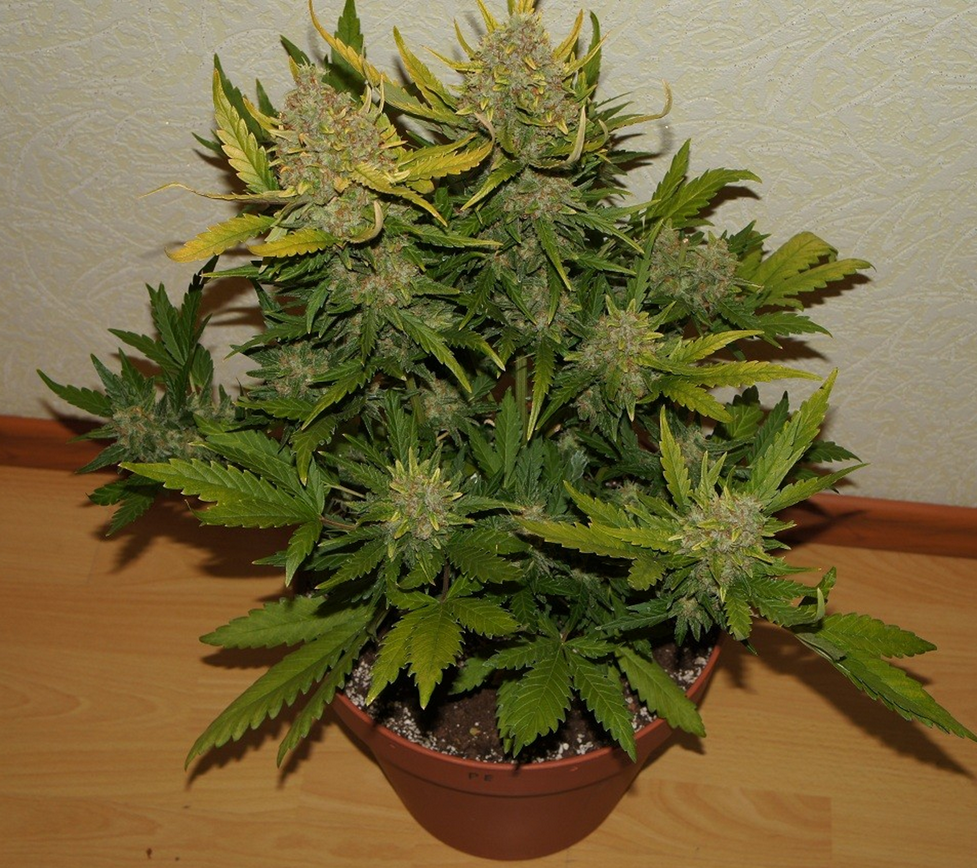 FastBuds - Pineapple Express (auto/fem.)