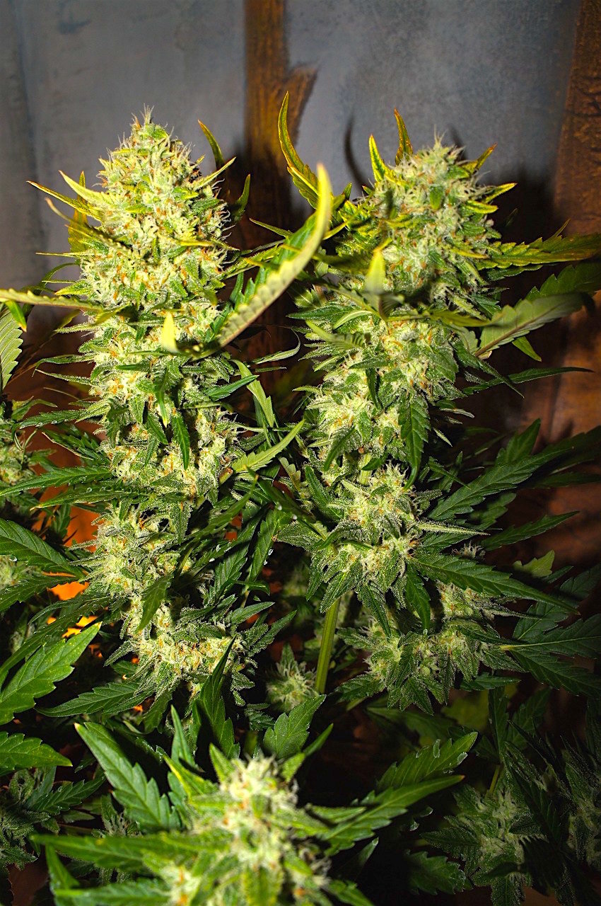 FastBuds - Pineapple Express (auto/fem.)