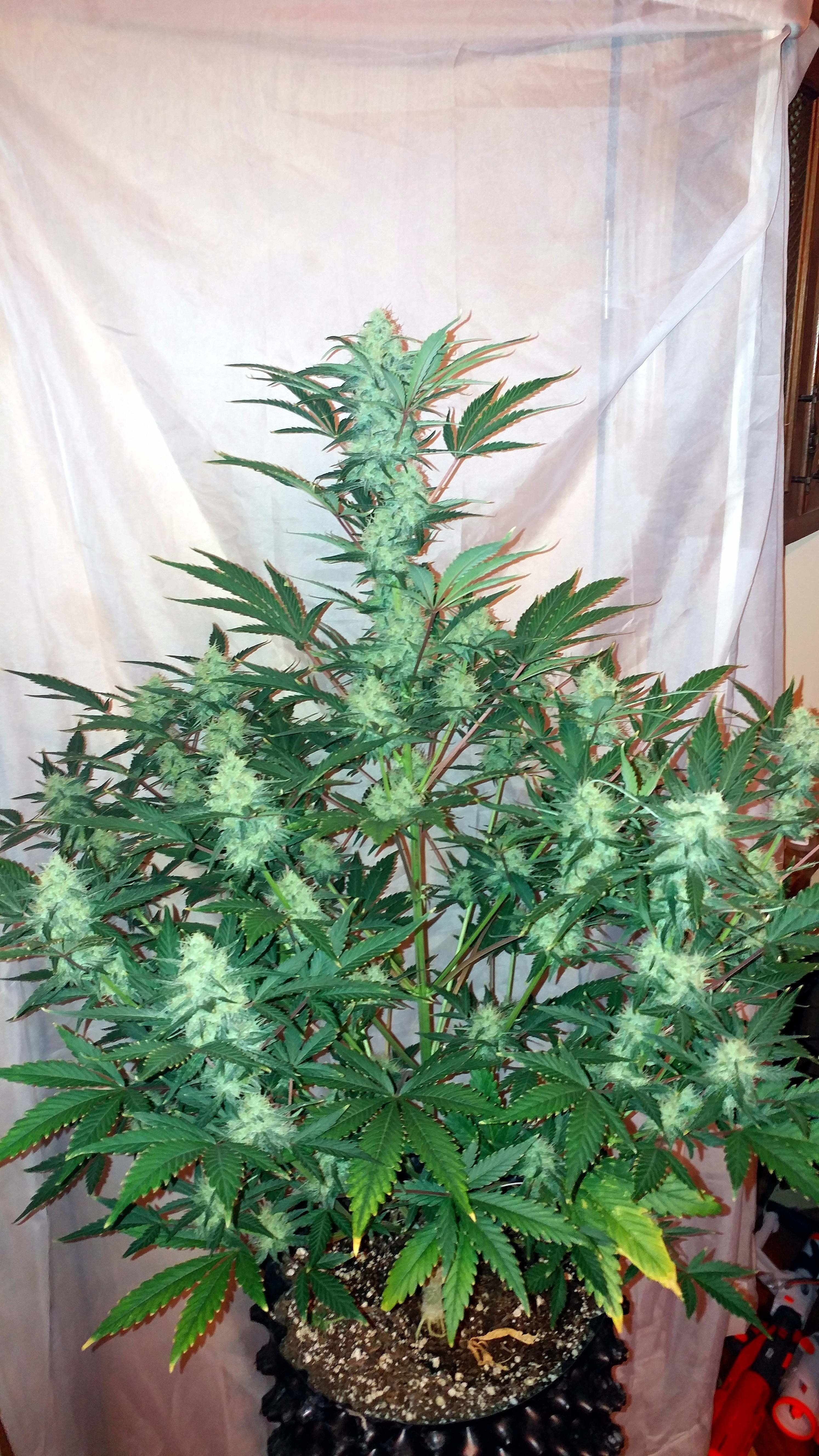 FastBuds - Pineapple Express (auto/fem.)