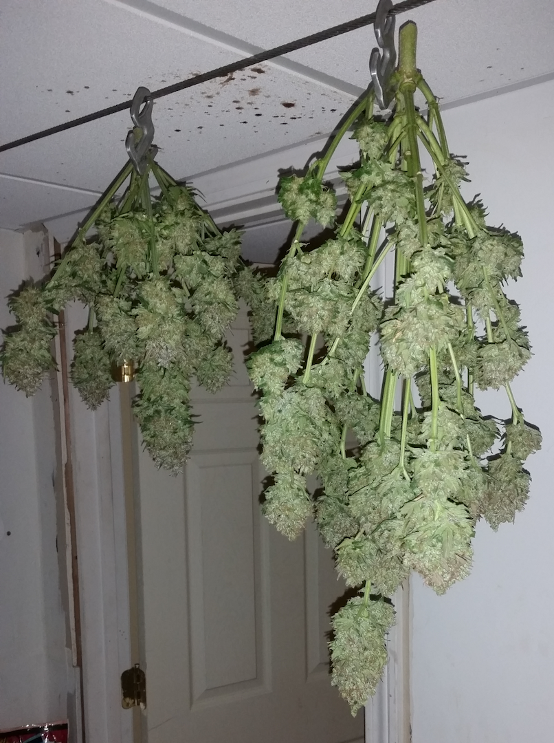 FastBuds - Pineapple Express (auto/fem.)