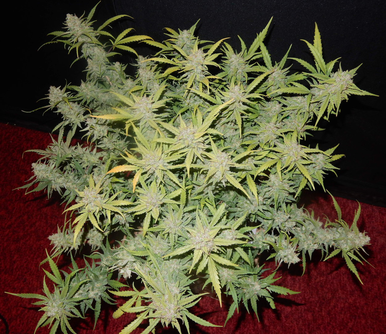 FastBuds - Pineapple Express (auto/fem.)