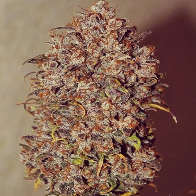 FastBuds - Mexican Airlines (auto/fem.)