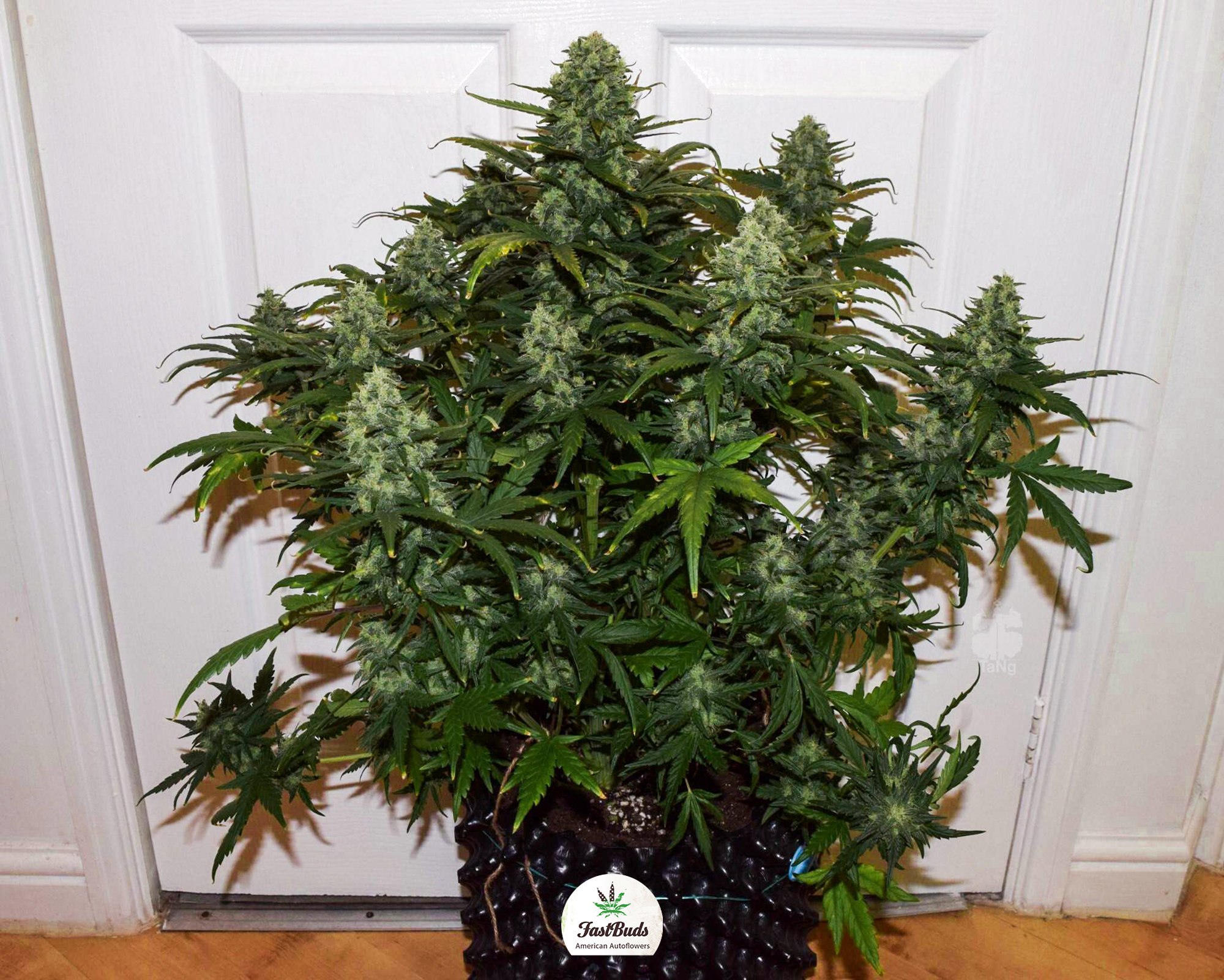 FastBuds - Mexican Airlines (auto/fem.)