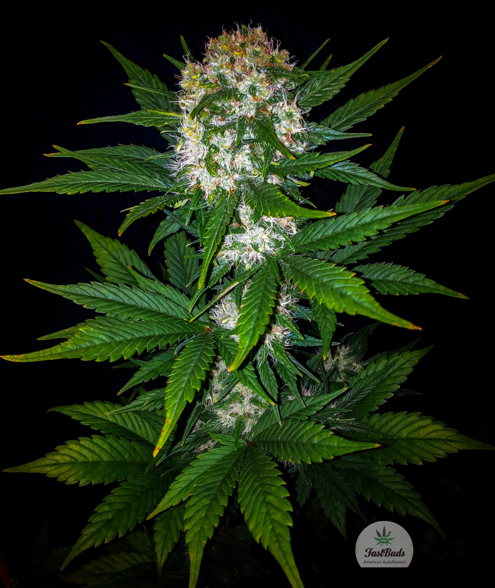 FastBuds - Mexican Airlines (auto/fem.)