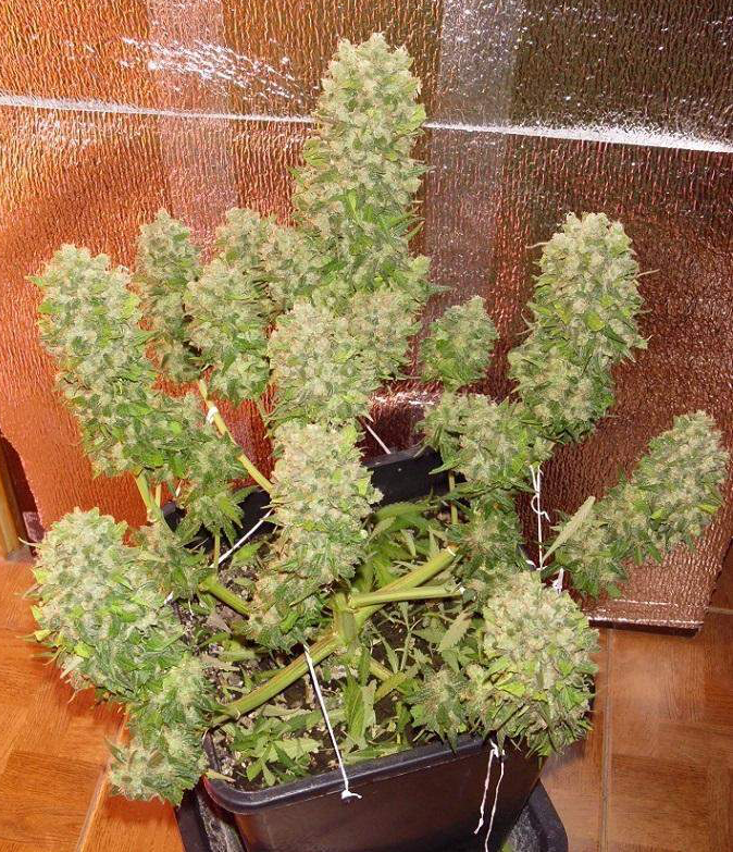 FastBuds - Mexican Airlines (auto/fem.)