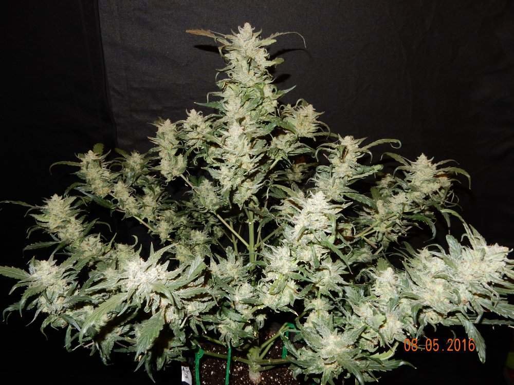 FastBuds - Mexican Airlines (auto/fem.)