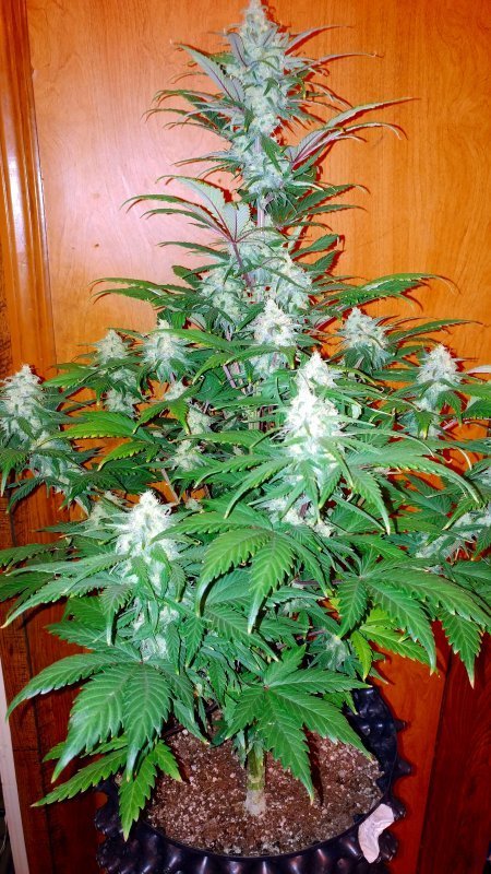 FastBuds - Mexican Airlines (auto/fem.)