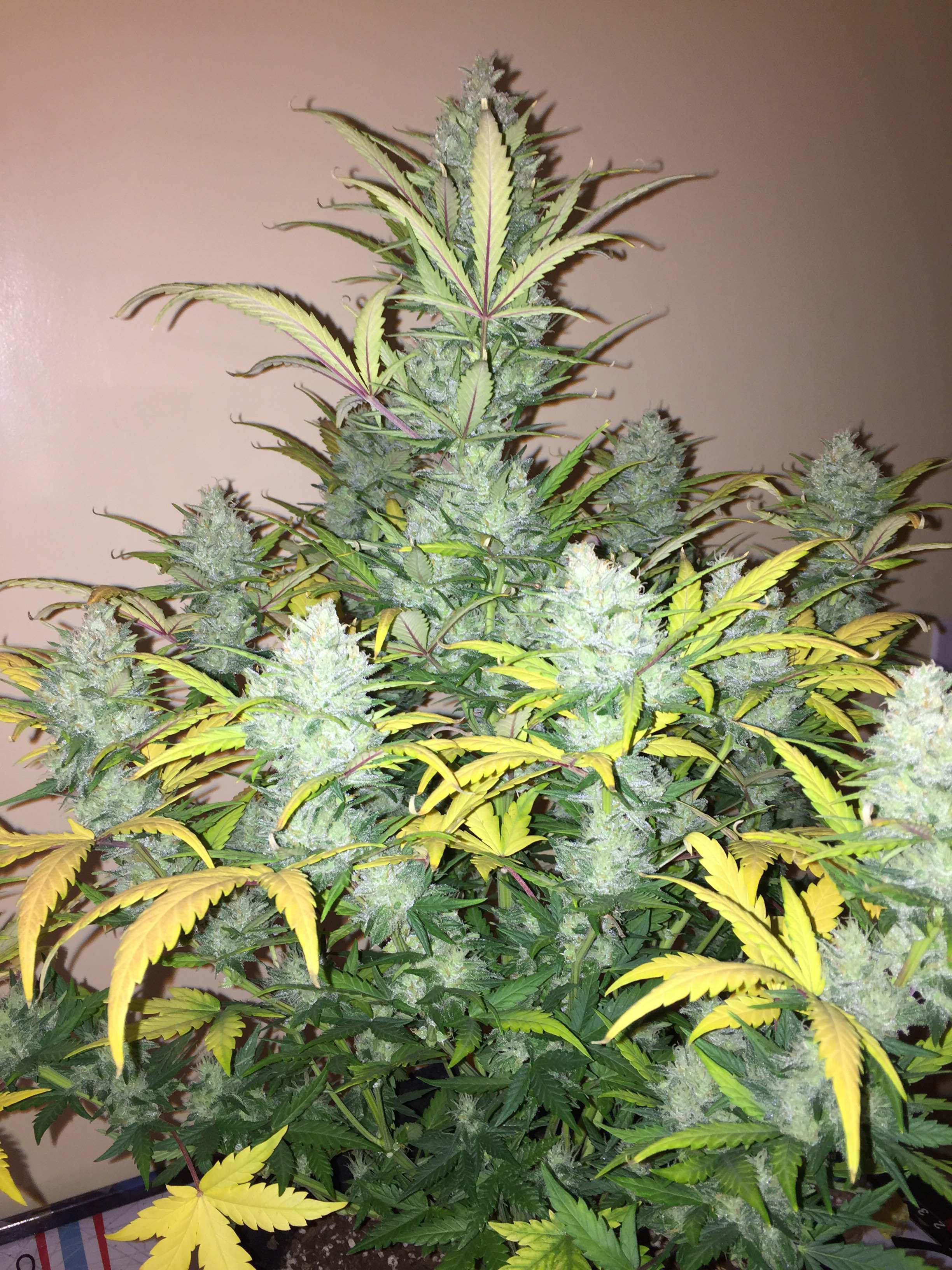 FastBuds - Mexican Airlines (auto/fem.)