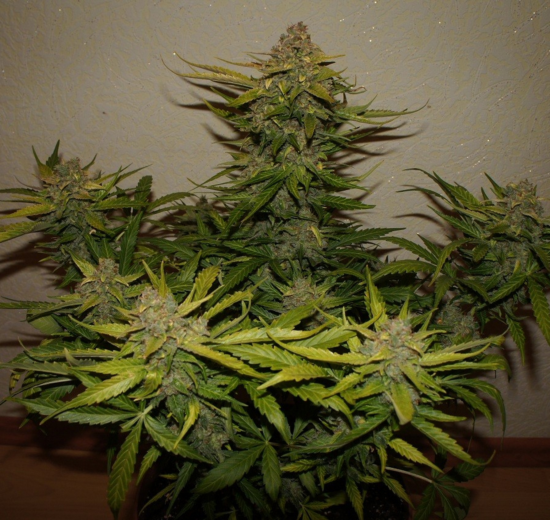 FastBuds - Northern Express (auto/fem.) FastBuds - Northern Express (auto/fem.)