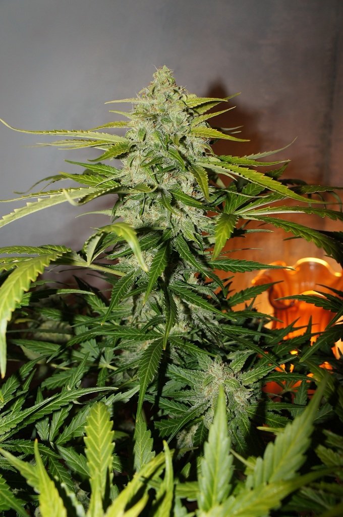 FastBuds - Northern Express (auto/fem.) FastBuds - Northern Express (auto/fem.)