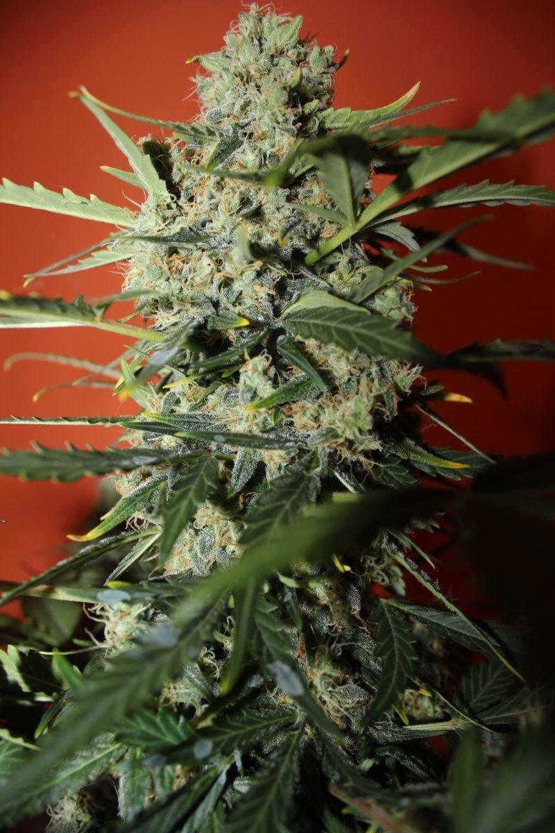 FastBuds - Northern Express (auto/fem.) FastBuds - Northern Express (auto/fem.)