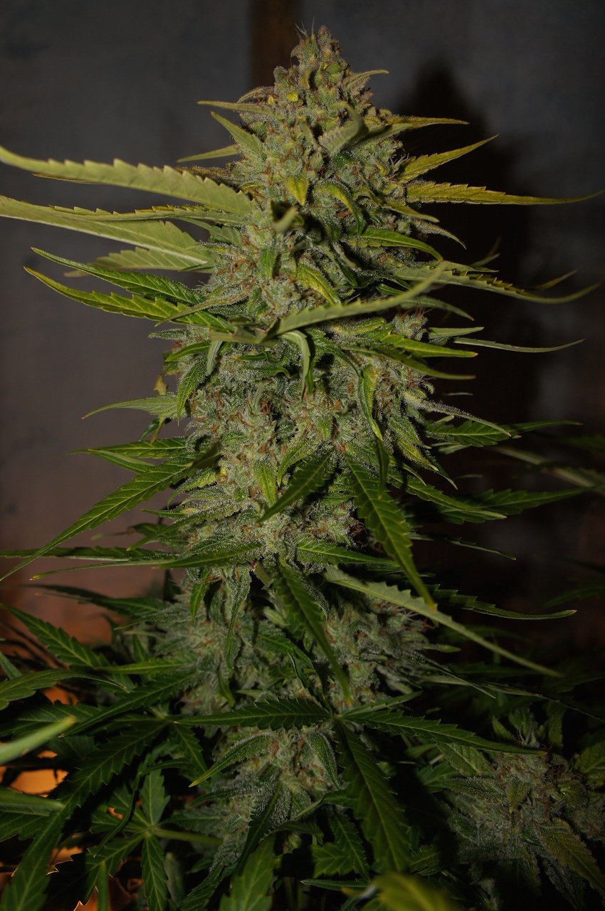 FastBuds - Northern Express (auto/fem.) FastBuds - Northern Express (auto/fem.)