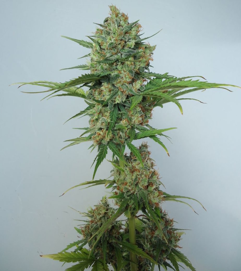 FastBuds - Northern Express (auto/fem.) FastBuds - Northern Express (auto/fem.)