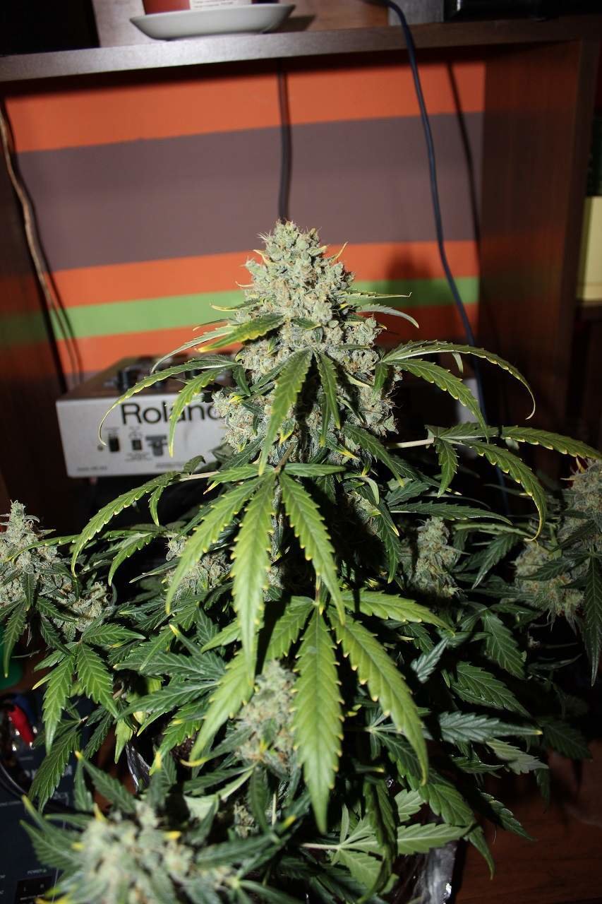 FastBuds - Northern Express (auto/fem.) FastBuds - Northern Express (auto/fem.)