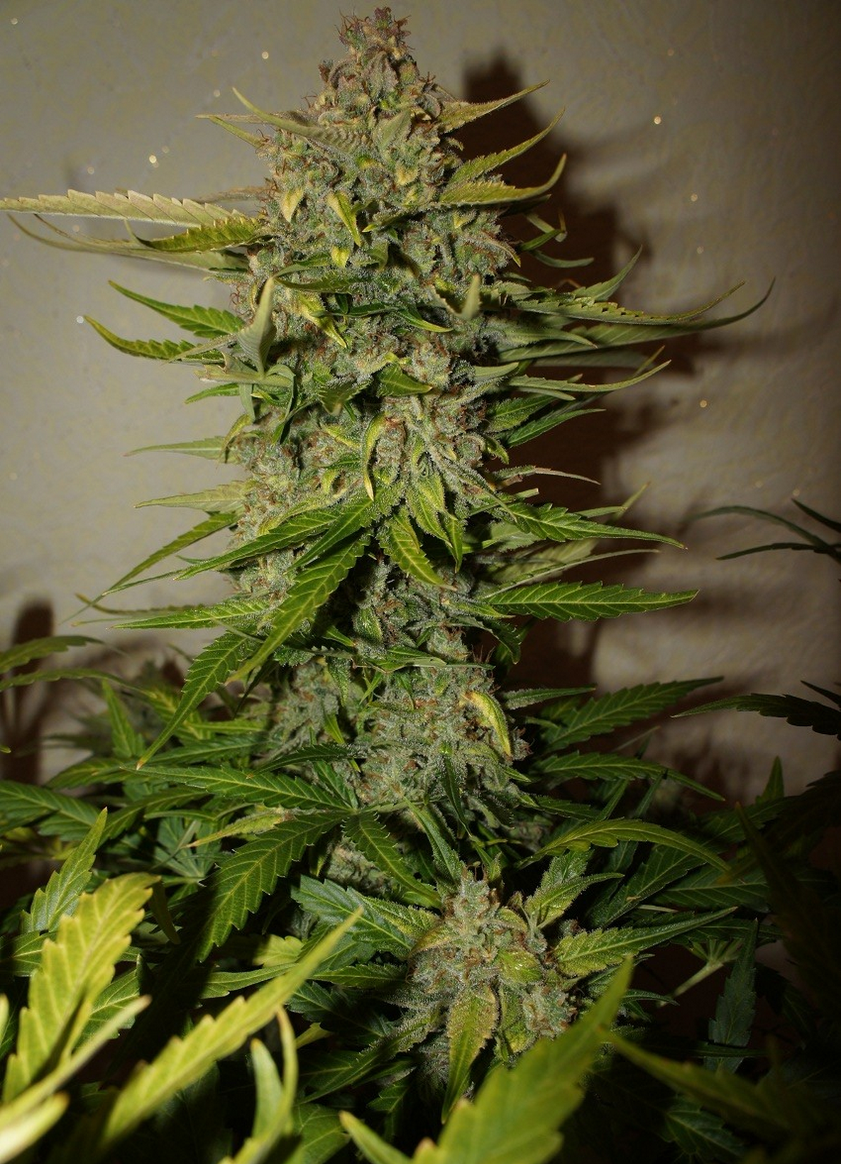FastBuds - Northern Express (auto/fem.) FastBuds - Northern Express (auto/fem.)
