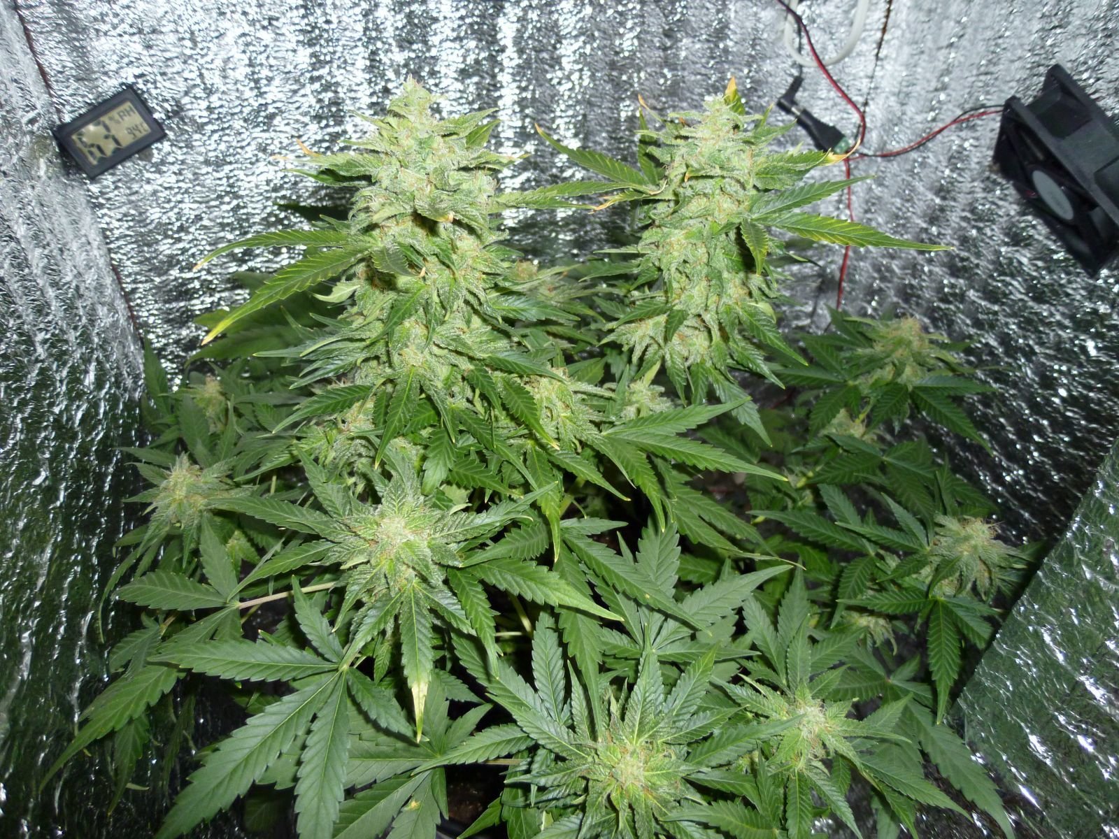 FastBuds - Northern Express (auto/fem.) FastBuds - Northern Express (auto/fem.)