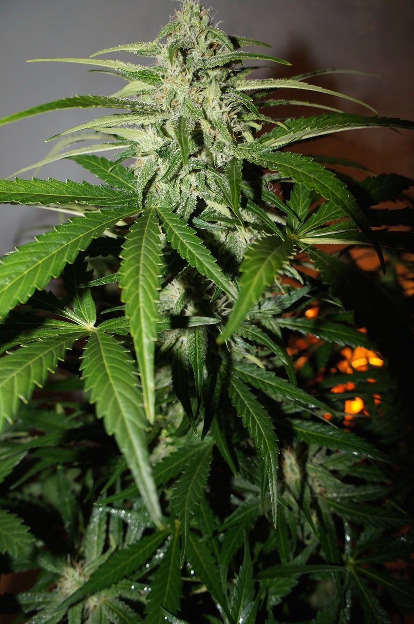 FastBuds - Northern Express (auto/fem.) FastBuds - Northern Express (auto/fem.)