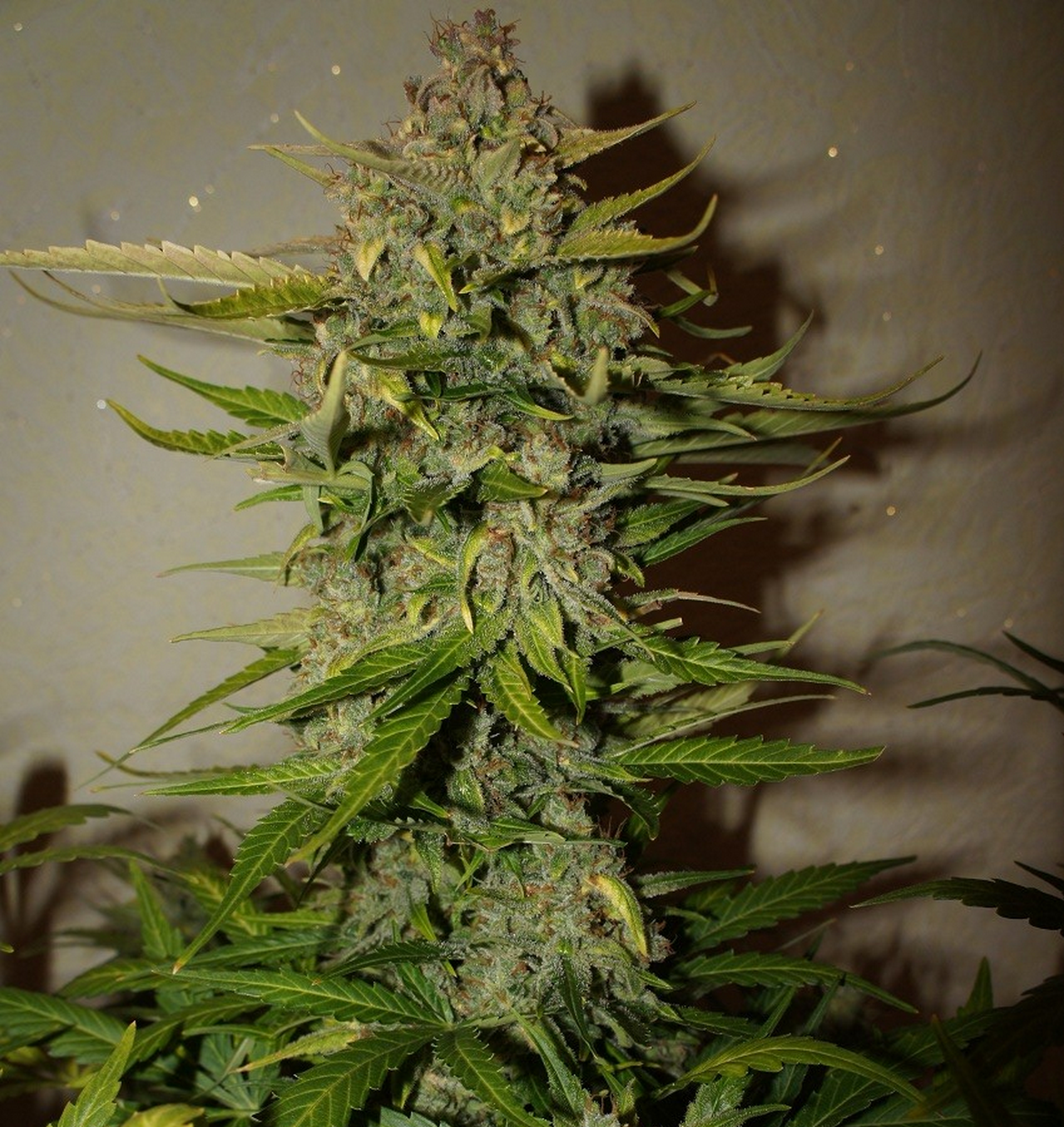 FastBuds - Northern Express (auto/fem.) FastBuds - Northern Express (auto/fem.)