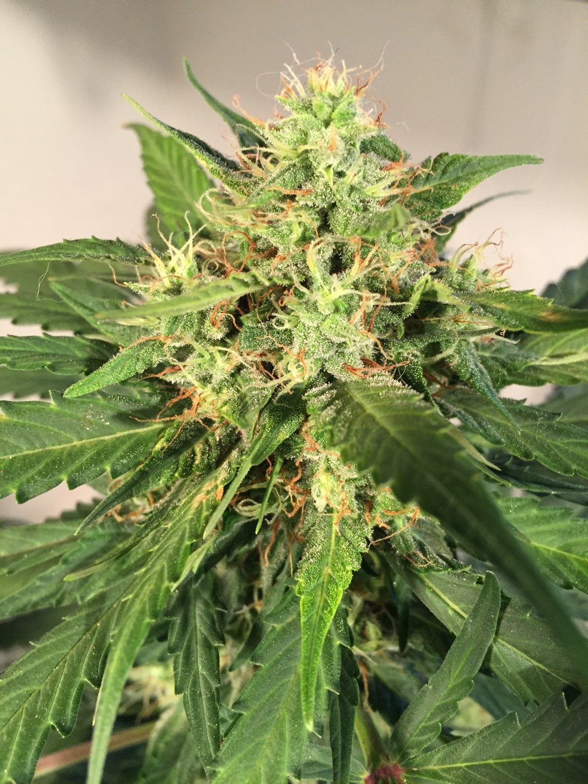 FastBuds - Northern Express (auto/fem.) FastBuds - Northern Express (auto/fem.)