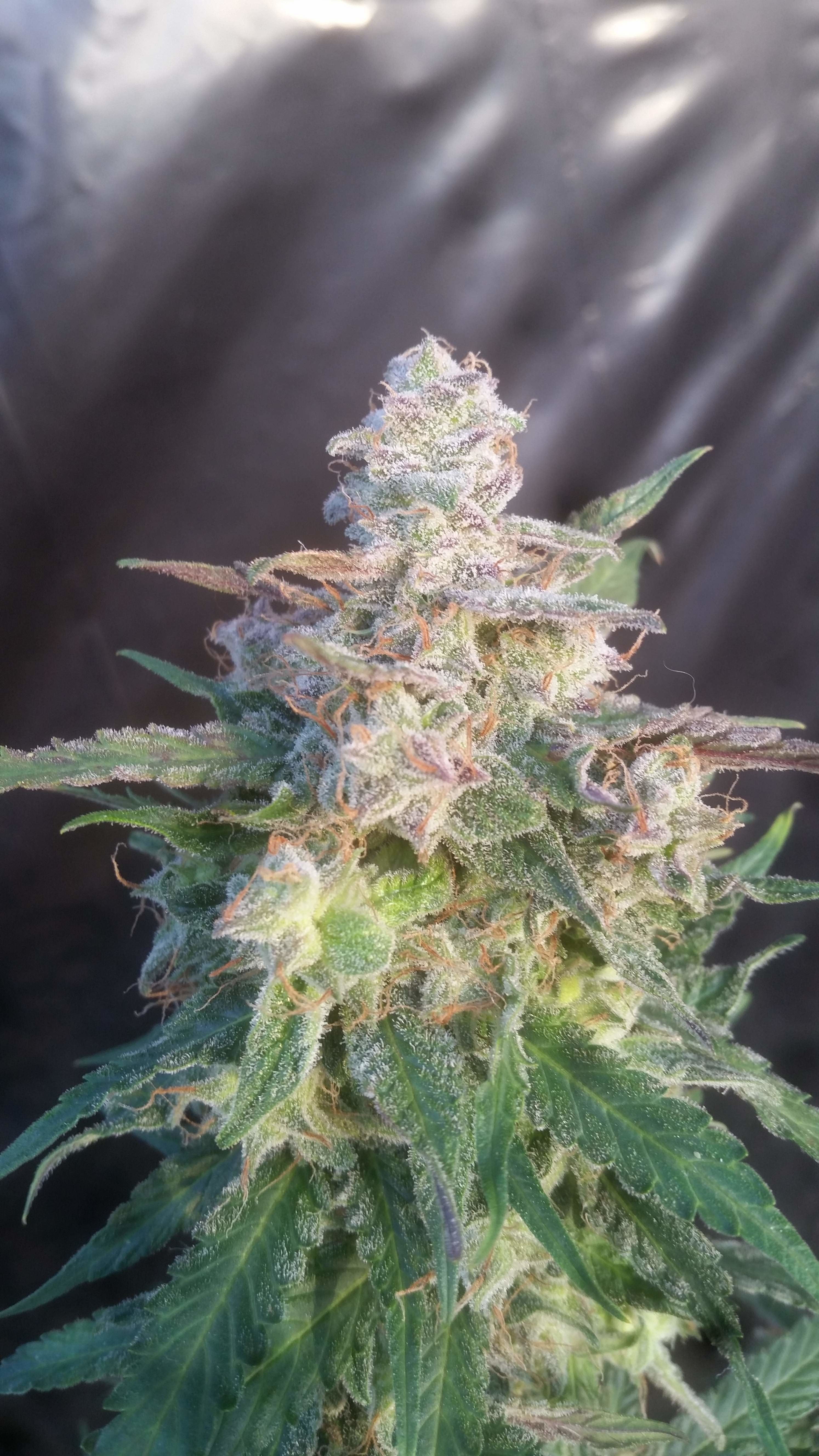 FastBuds - Northern Express (auto/fem.) FastBuds - Northern Express (auto/fem.)