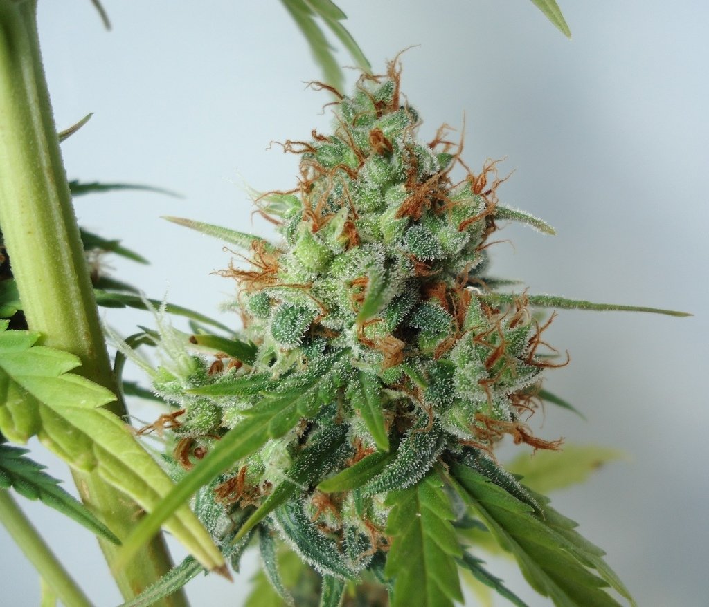 FastBuds - Northern Express (auto/fem.) FastBuds - Northern Express (auto/fem.)