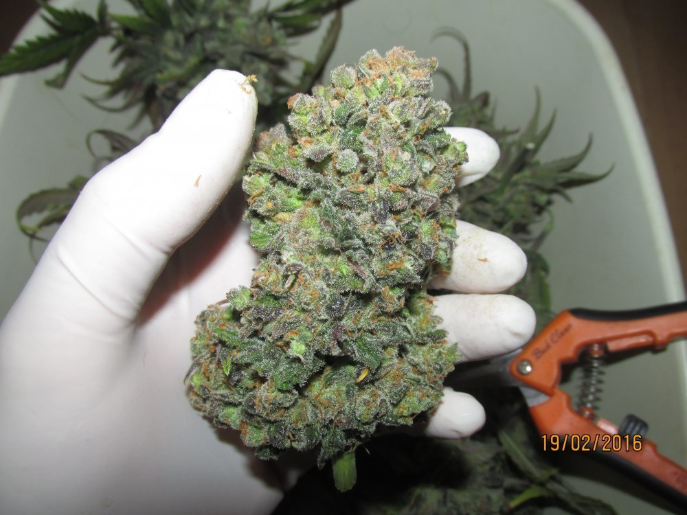 FastBuds - Rhino Ryder (auto/fem.)