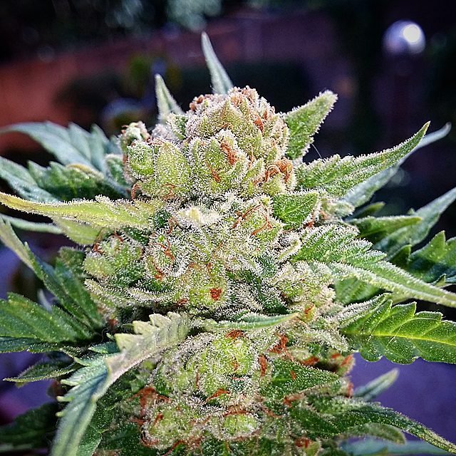 FastBuds - Rhino Ryder (auto/fem.)